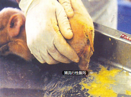 規(guī)模豬場產房腹瀉的防控要點！?。? width=