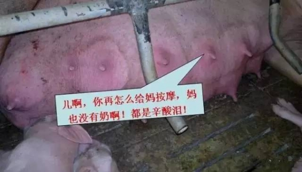 不可不知！母豬奶水不足有哪些信號？（圖）