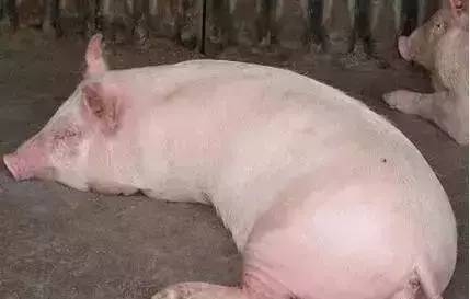 夏季生姜在養(yǎng)豬中的妙用！