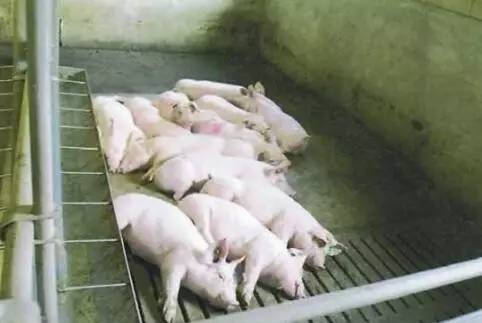 豬只感受到溫暖和寒冷時會有什么行為？