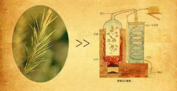 植物精油對飼料中霉菌抗菌效果的研究進展