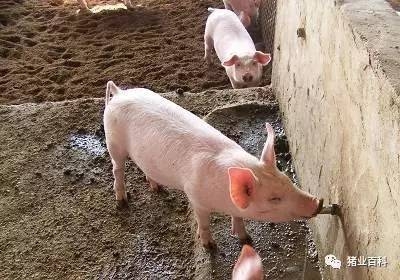 夏季高溫高濕來襲，養(yǎng)豬要注意！