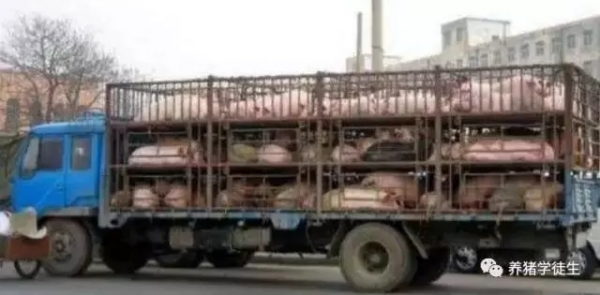 正視豬場生物安全