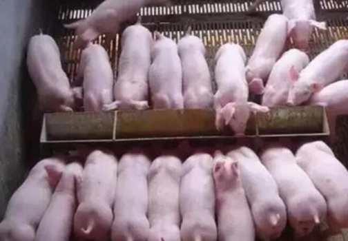 學(xué)會這幾招，解決乳豬誘飼難題！