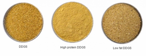 玉米酒糟（DDGS）在豬料中的應(yīng)用