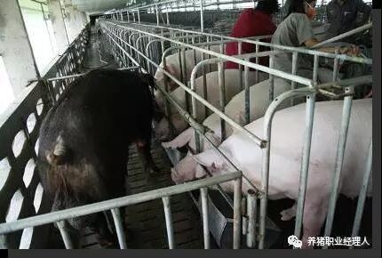必修課 | 四張表格告訴你發(fā)情母豬最佳配種時(shí)間如何確定？