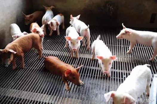 斷奶仔豬蛋白質(zhì)飼料的選擇技巧