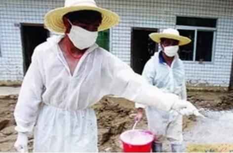 養(yǎng)豬場如何正確使用石灰消毒？