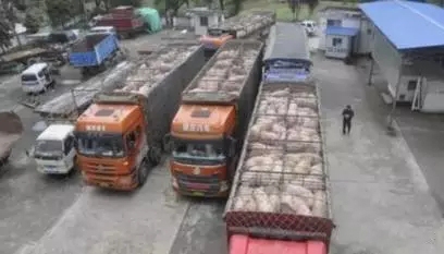 走私豬、走私肉十分猖獗！美國牛肉也將進口到中國，未來豬市變數(shù)莫測！