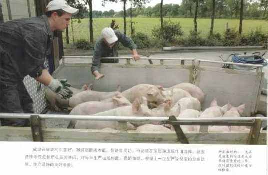 育肥豬不同生長階段的差別！
