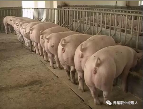前沿技術(shù) | 夏季后備母豬不發(fā)情的原因及對(duì)策（多圖）