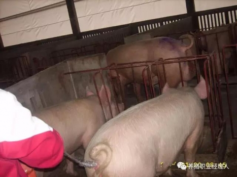 必修課 | 夏季母豬斷奶再發(fā)情延遲解決思路及方案