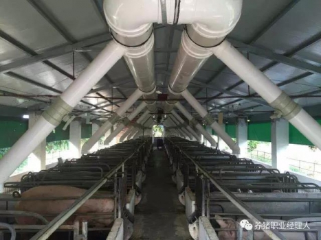 暑期特刊 | 母豬斷奶后不發(fā)情的原因及預(yù)防措施