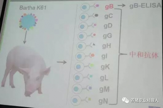 科技前沿 | 知道后備母豬在豬場內轉陽究竟什么地方出了錯嗎？