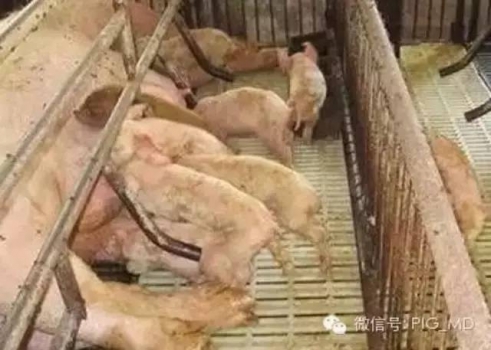 控制高死亡率豬腹瀉病有賴于獸醫(yī)正確的診斷思維或方法
