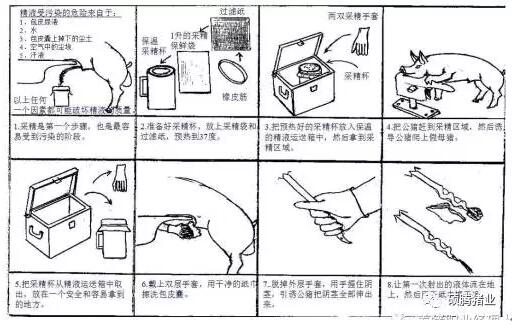 繁殖與育種 | 干貨！圖文解說影響豬精液質(zhì)量的操作技巧和影響豬精液保存的關(guān)鍵因素！