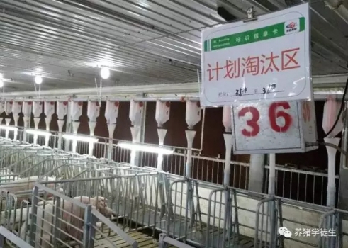 養(yǎng)豬技術(shù)吧：配種小案例分享