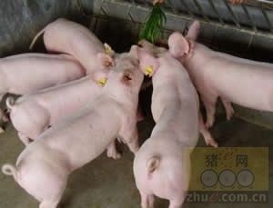 斷奶后母豬發(fā)情推遲或母豬不發(fā)情的對策