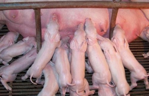 初生仔豬如何過好出生關(guān)及哺乳關(guān)？