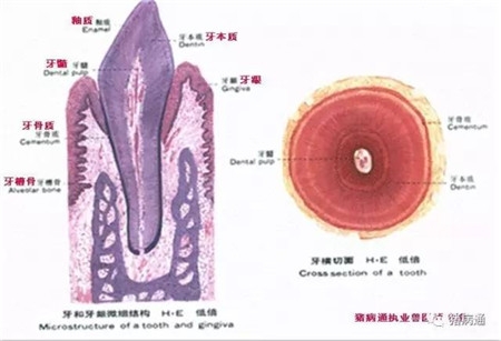 如何對(duì)仔豬科學(xué)的斷牙？