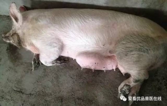 母豬乳房炎怎么治，用什么藥？