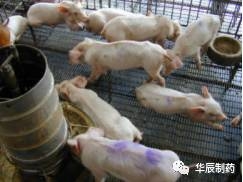 副豬怎么防控？可以凈化嗎？