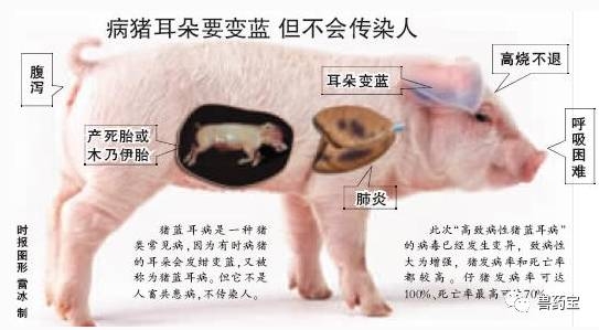 最全的豬藍(lán)耳病知識(shí)，全是干貨！