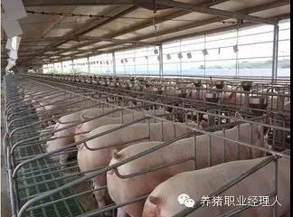 豬場工作程序與流程制定至關(guān)重要（1）