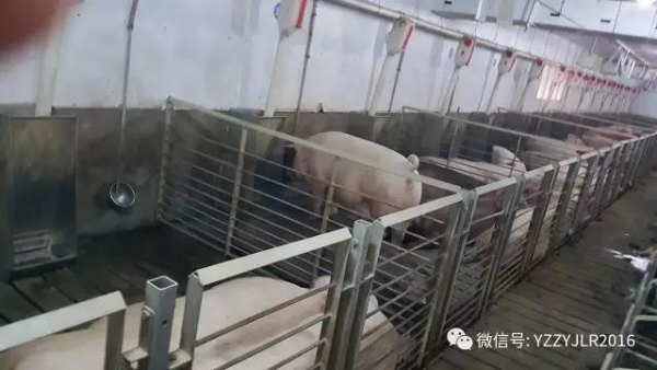 必修課 | 豬場做好生產(chǎn)預(yù)算對生產(chǎn)進(jìn)行控制才是王道