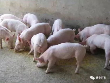 都說外購(gòu)仔豬難養(yǎng)?做好這些都不是問題！