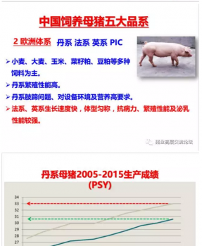 丹系VS美系母豬營養(yǎng)及飼喂差異_04.png