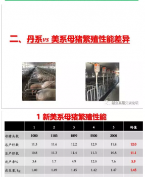 丹系VS美系母豬營養(yǎng)及飼喂差異_07.png