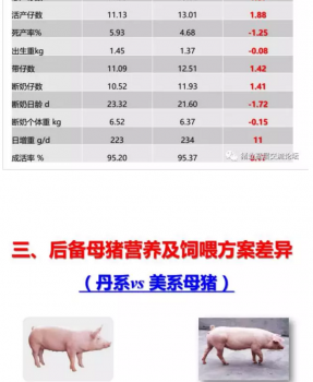 丹系VS美系母豬營養(yǎng)及飼喂差異_09.png