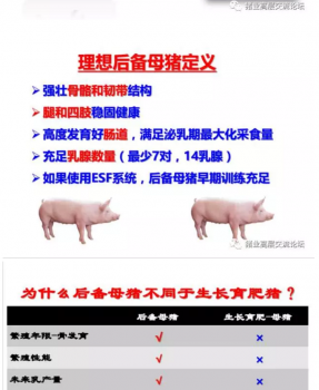 丹系VS美系母豬營養(yǎng)及飼喂差異_10.png