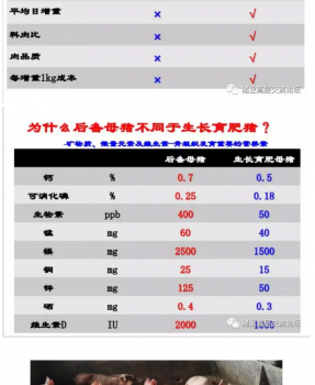 丹系VS美系母豬營養(yǎng)及飼喂差異_11.png
