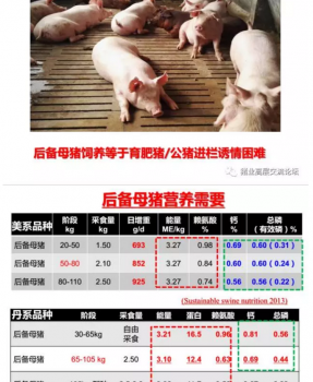 丹系VS美系母豬營養(yǎng)及飼喂差異_12.png