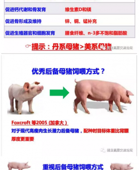 丹系VS美系母豬營養(yǎng)及飼喂差異_14.png
