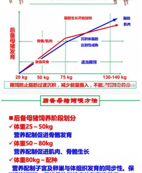 丹系VS美系母豬營養(yǎng)及飼喂差異_15.png