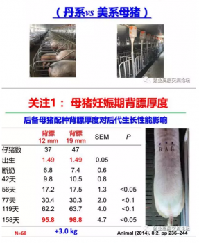 丹系VS美系母豬營養(yǎng)及飼喂差異_20.png