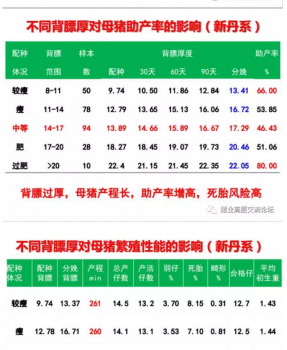 丹系VS美系母豬營養(yǎng)及飼喂差異_04.png