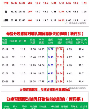 丹系VS美系母豬營養(yǎng)及飼喂差異_05.png