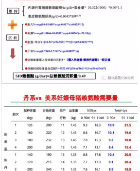 丹系VS美系母豬營養(yǎng)及飼喂差異_12.png