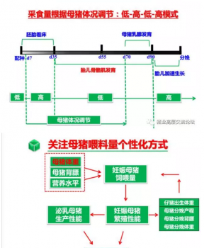 丹系VS美系母豬營養(yǎng)及飼喂差異_15.png