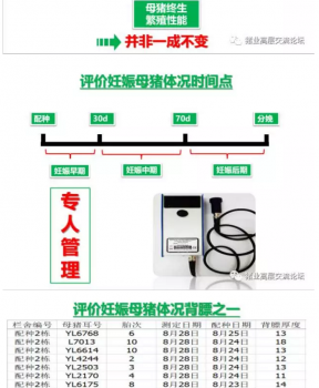 丹系VS美系母豬營養(yǎng)及飼喂差異_16.png
