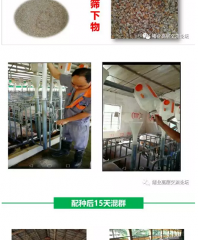 丹系VS美系母豬營養(yǎng)及飼喂差異_19.png