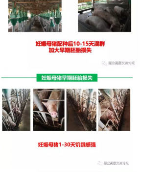 丹系VS美系母豬營養(yǎng)及飼喂差異_20.png