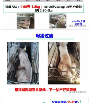 丹系VS美系母豬營養(yǎng)及飼喂差異_02.png