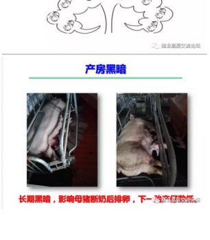 丹系VS美系母豬營養(yǎng)及飼喂差異_04.png