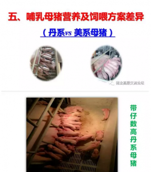 丹系VS美系母豬營養(yǎng)及飼喂差異_05.png
