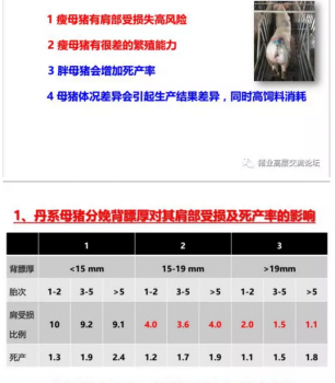 丹系VS美系母豬營養(yǎng)及飼喂差異_07.png